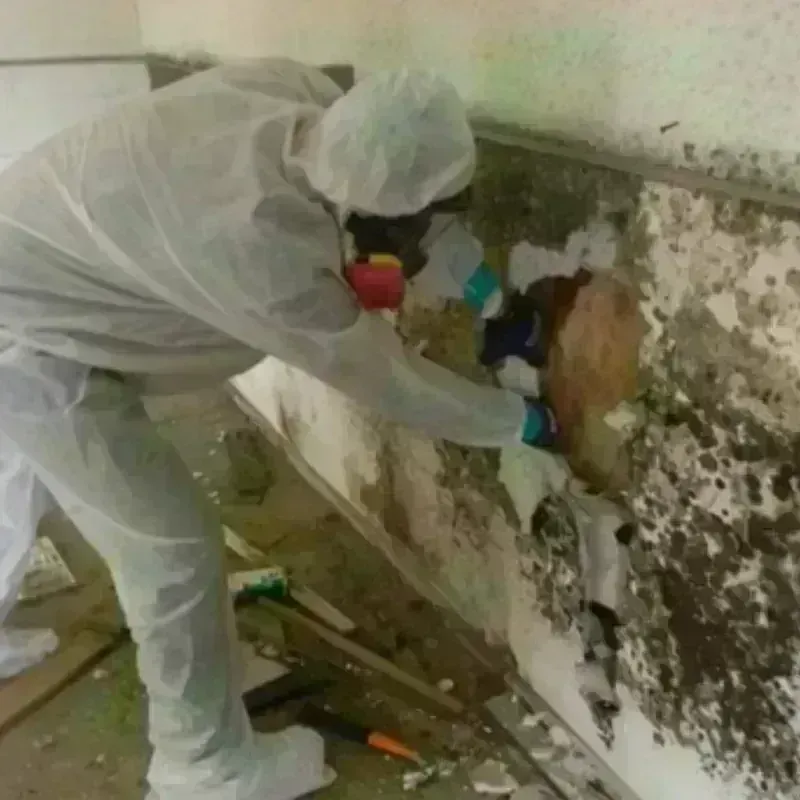 Mold Remediation and Removal in Whitfield, FL